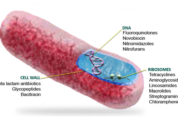 MECHANISM OF ACTION OF ANTIBIOTICS Archives Everything Microbiology