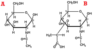 Transpeptidation Reaction Microbiology Resource Hub