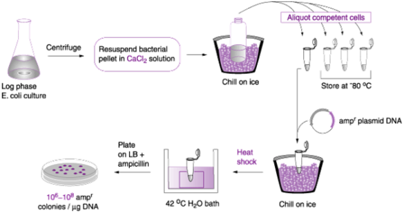 STEPS INVOLVED IN TRANSFORMING BACTERIAL CELLS Everything Microbiology