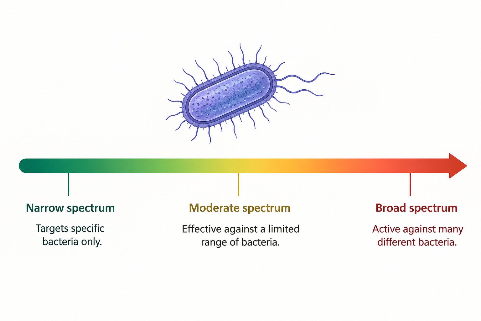 Spectrum of Activity and Therapeutic Index of Antibacterial Agents