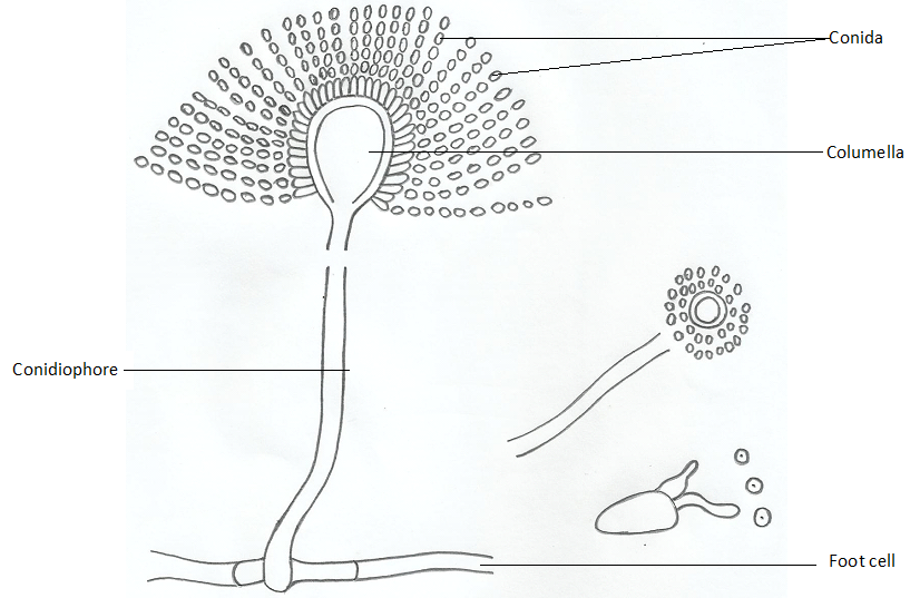 <strong>FUNGAL TAXONOMY (DIVISION)</strong>