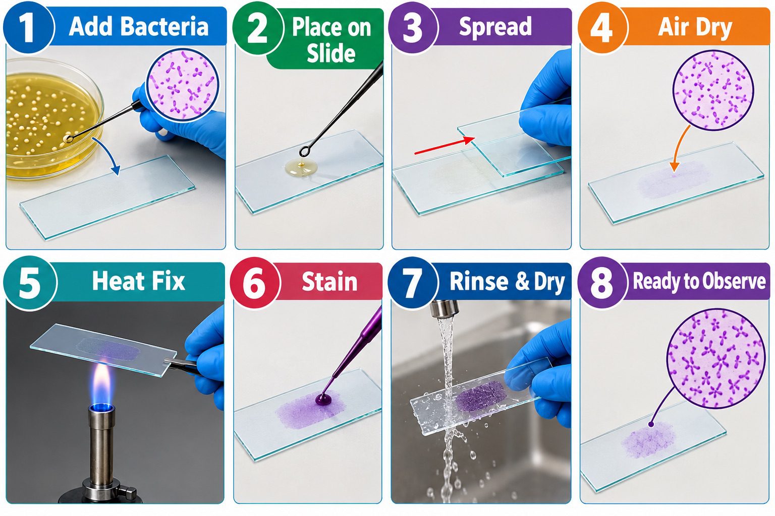 Bacterial Smear Preparation steps