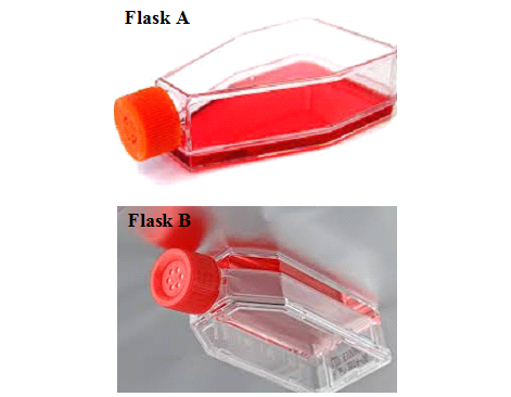 <strong>CELLS THAT CAN BE CULTURED <em>IN VITRO </em>USING CELL CULTURE TECHNIQUE</strong>