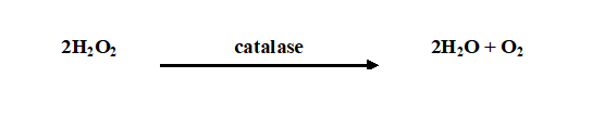 <strong>CATALASE TEST</strong>