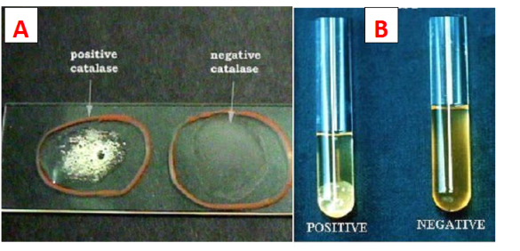 COAGULASE TEST - Everything Microbiology