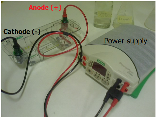 <strong>GEL ELECTROPHORESIS TECHNIQUE</strong>