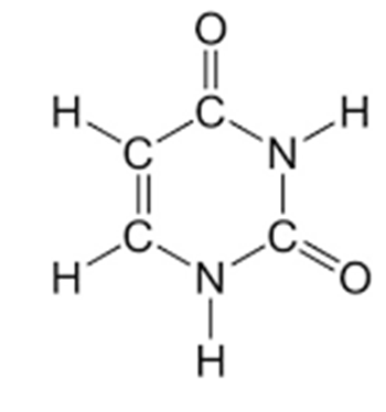 NITROGENOUS BASES – Purine and Pyrimidines