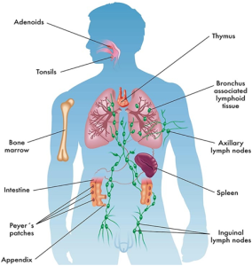 Introduction to Immunology / Immune System - #1 Microbiology Resource Hub