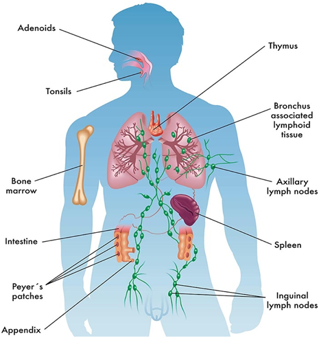 Introduction to Immunology / Immune System