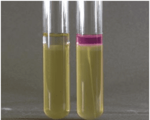 INDOLE TEST - Everything Microbiology