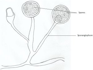 Mucor Labeled FUNGAL TAXONOMY (DIVISION) – Microbiology Class