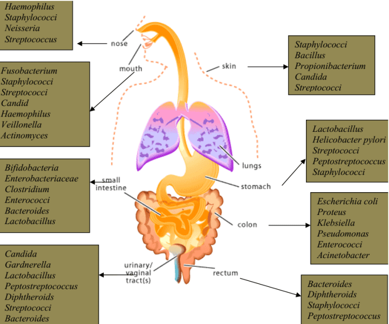 MICROBIOTA (NORMAL MICROFLORA) OF LIVING ORGANISMS 1 Microbiology