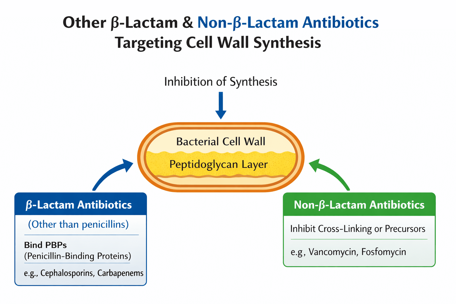 Other β-Lactam and Non-β-Lactam Antibiotics Targeting Bacterial Cell Wall Synthesis