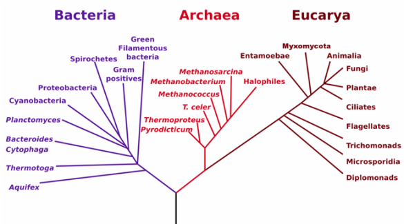 MICROBIAL DIVERSITY: Archaea, Eubacteria, Bacteria - Everything ...