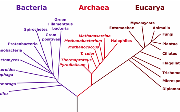 CATEGORIES OF TAXONOMY: identification, classification, nomenclature ...