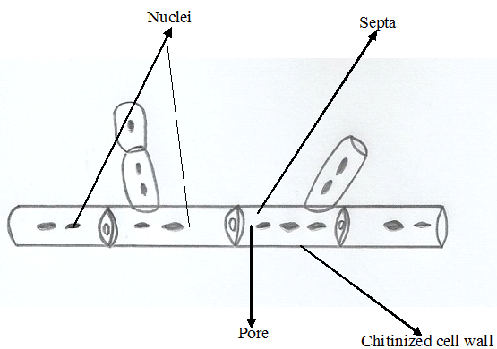 <strong>FUNGAL MORPHOLOGY</strong>