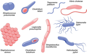 SHAPES / MORPHOLOGY OF BACTERIA - #1 Microbiology Resource Hub