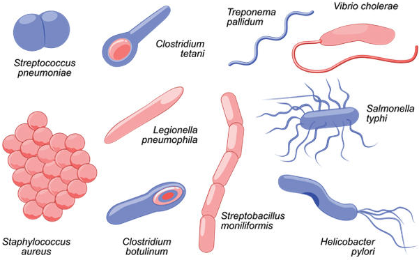 <strong>SHAPES / MORPHOLOGY OF BACTERIA</strong>