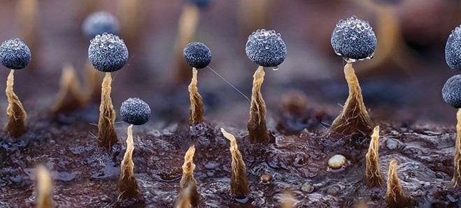 <strong>SLIME MOULDS</strong>