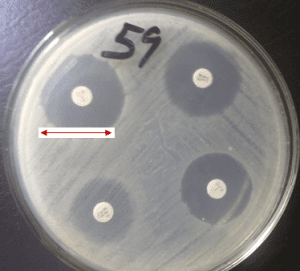 Overview Of Antimicrobial Susceptibility Testing (AST) / Antibiogram ...
