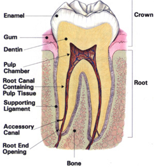 Introduction to Microbiology of Oral Infection