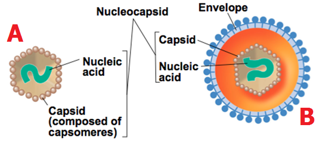 Introduction to (Medical) Virology