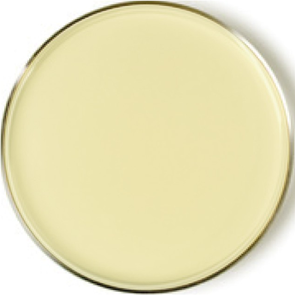 Cetrimide selective agar - Everything Microbiology