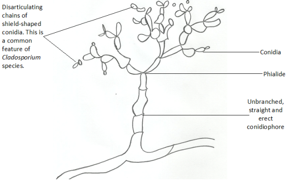 Structures Of Fungi Everything Microbiology