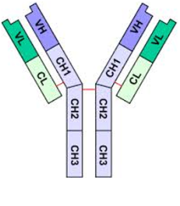 IMMUNOGLOBULIN G (IgG) - #1 Microbiology Resource Hub