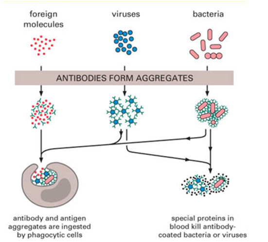 CHARACTERISTICS OF ANTIGENS - #1 Microbiology Resource Hub