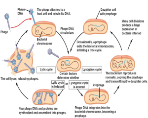 REPLICATION IN VIRUSES – viral replication - #1 Microbiology Resource Hub