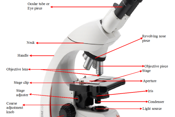 FUNCTIONS OF THE PARTS OF A MICROSCOPE Archives - Everything Microbiology