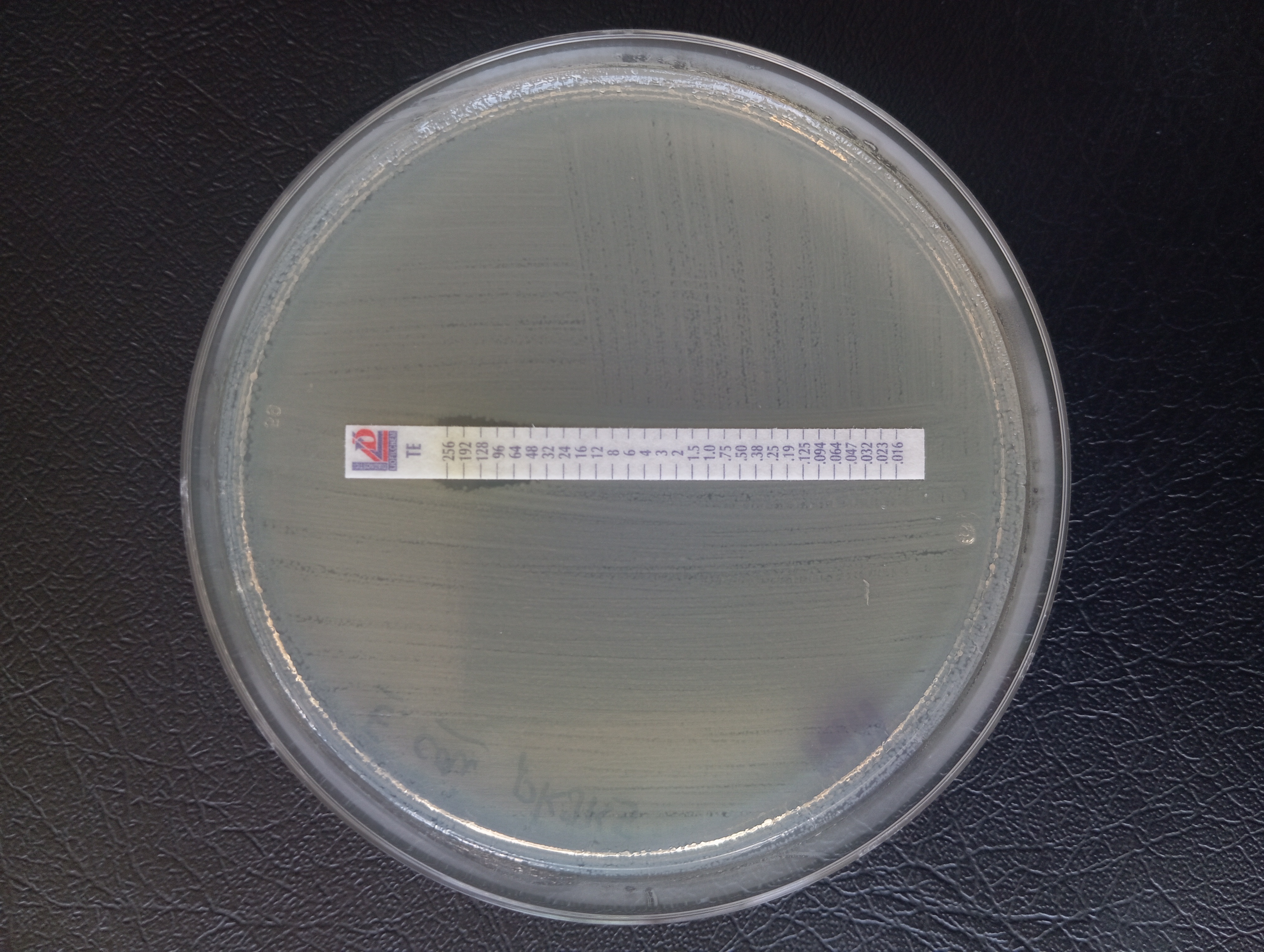Antimicrobial (Antibiotic) Resistance