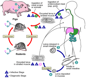 TRICHINELLOSIS - #1 Microbiology Resource Hub