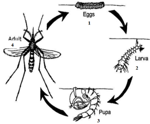 LIFE CYCLE OF MOSQUITO - #1 Microbiology Resource Hub