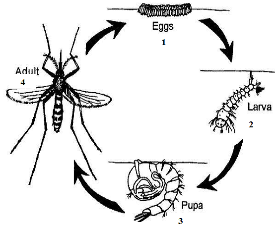 life cycle of mosquito essay