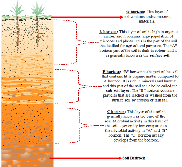 MICROBIOLOGY OF THE SOIL - Everything Microbiology