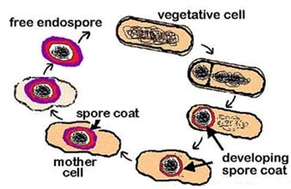 新作爆買いBacteria spore ② 観葉植物