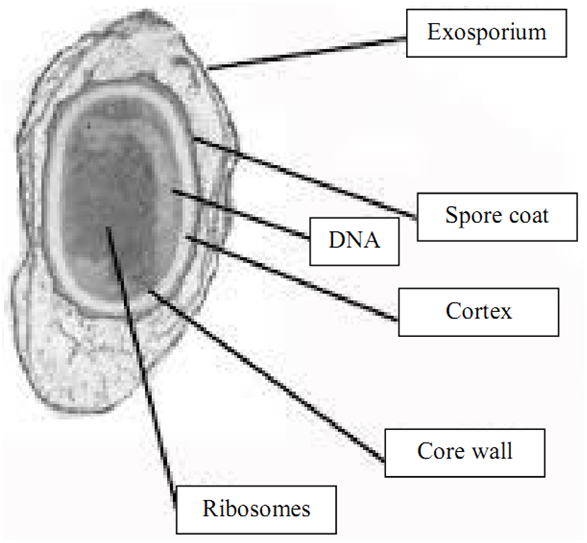 BACTERIAL SPORES - Everything Microbiology