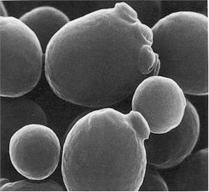 saccharomyces cerevisiae electron microscope