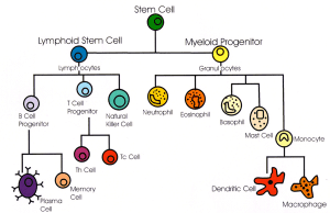 IMMUNE SYSTEM CELLS AND THEIR FUNCTIONS – Microbiology Class