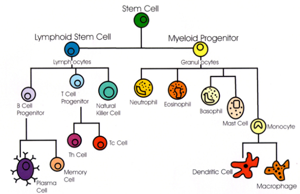 IMMUNE SYSTEM CELLS AND THEIR FUNCTIONS - Everything Microbiology