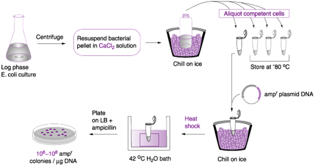 SOLVED: Competent cells are rendered permeable by a solution: calcium  chloride transformation. Competent cells must be kept on ice during cooling.