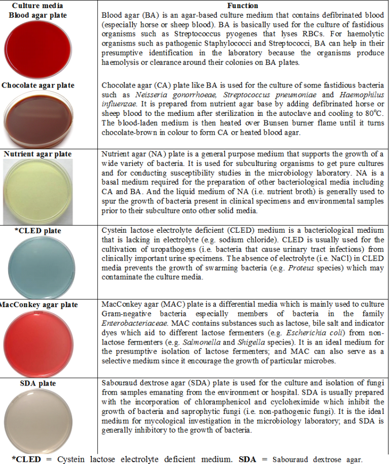 CULTURE (GROWTH) MEDIA - #1 Microbiology Resource Hub