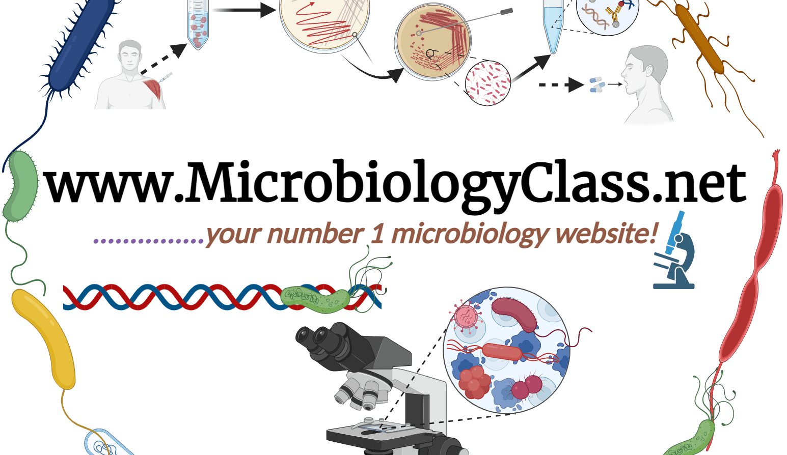 Bilharzia Archives Microbiology Class Bilharzia Archives Microbiology Class