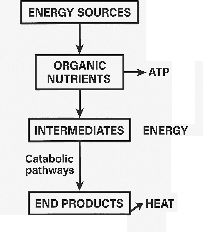 CATABOLIC PROCESSES IN MICROBIAL CELL (CATABOLISM)