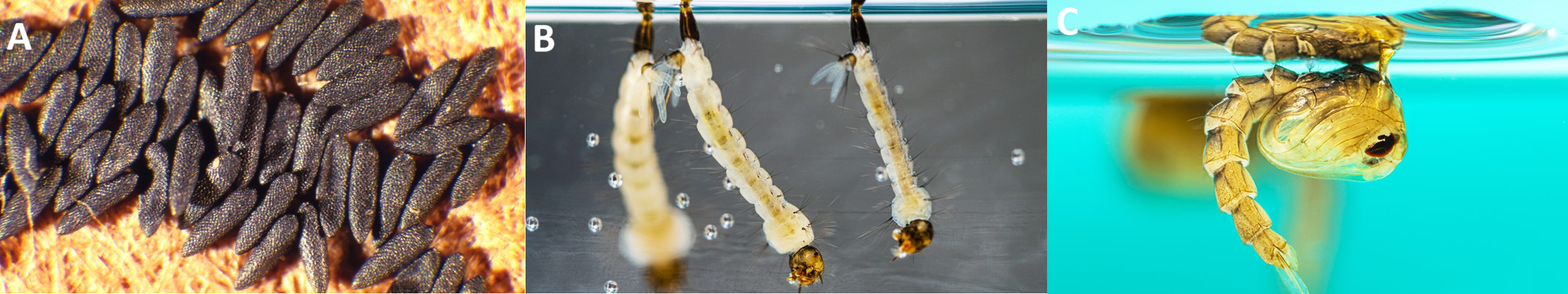 From Mosquito Bite to Global Threat: Is Chikungunya the Next Pandemic?