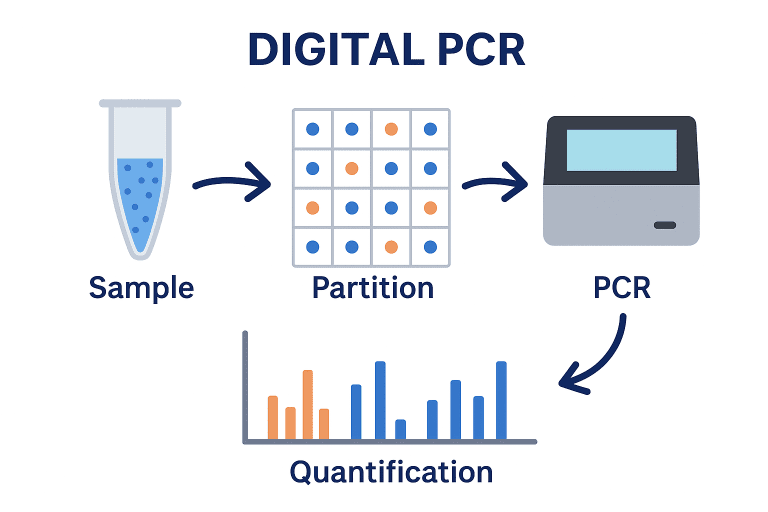 Digital PCR (dPCR): The Next Frontier in Absolute Nucleic Acid ...